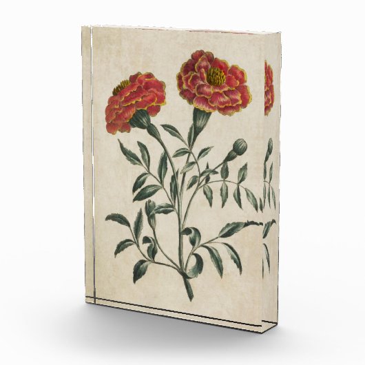 flora Franse marigold Fotoblokken (Rechts)