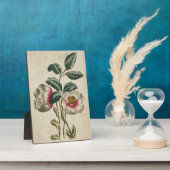  flora hellebore fotoplaat (Zijkant)