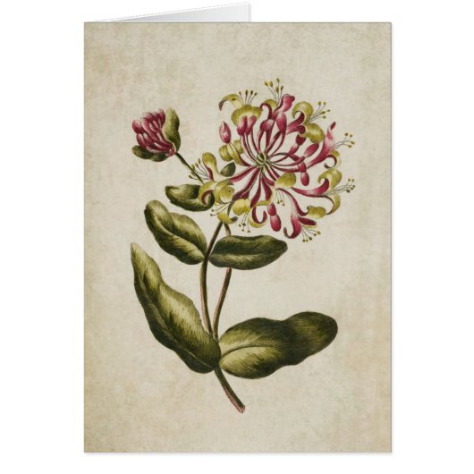 flora Honeysuckle Illustratie (Voorkant)