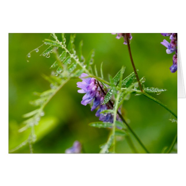 Flora sur Grand Manan (Devant horizontal)