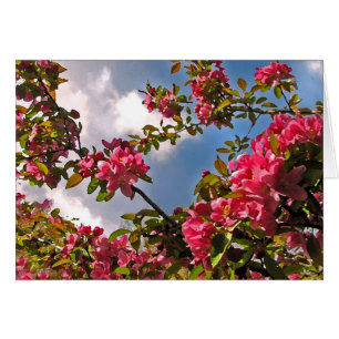 Floraison de pommes de terre