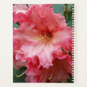 Floraison de Rhododendron rose (Dos)