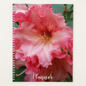 Floraison de Rhododendron rose (Devant)