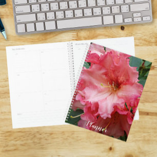 Floraison de Rhododendron rose