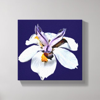Floral African Iris Canvas Afdruk