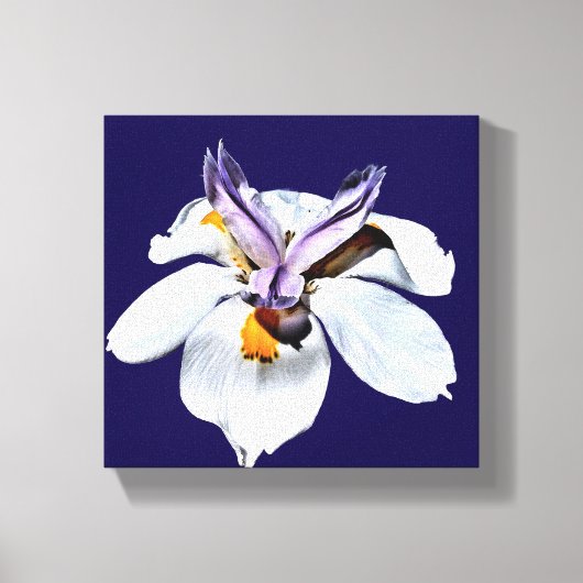 Floral African Iris Canvas Afdruk (Voorkant)