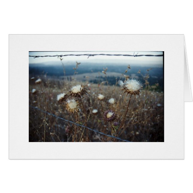 floral blanc (Devant Horizontal)