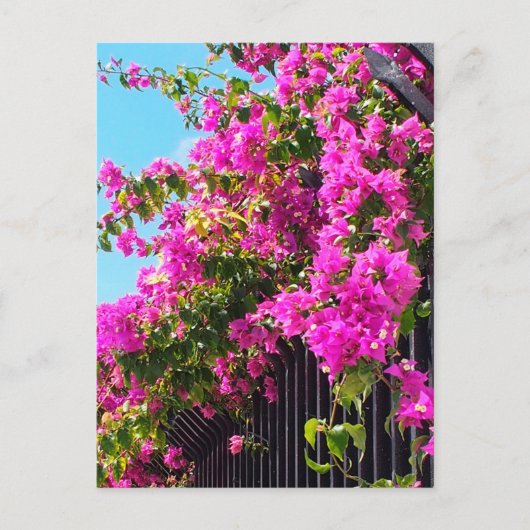 Floral Bougainvillea Cascade Briefkaart (Voorkant)