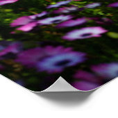 "Floral Bridge", Afrikaanse Daisies Poster (Hoek)