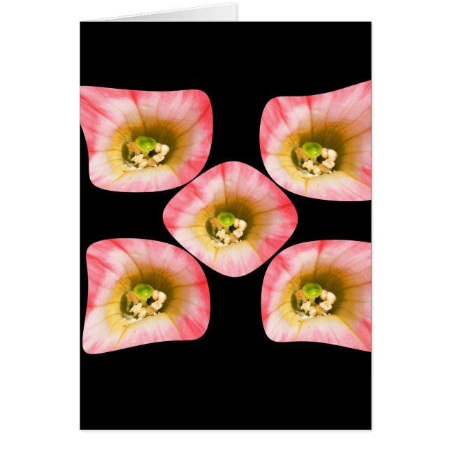 Floral Delight (Voorkant)