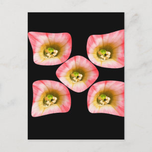 Floral Delight Briefkaart