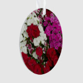 Floral Dianthus blanc, rose et rouge (devant)