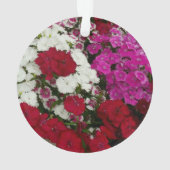 Floral Dianthus blanc, rose et rouge (dos)