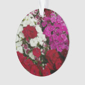 Floral Dianthus blanc, rose et rouge (devant)