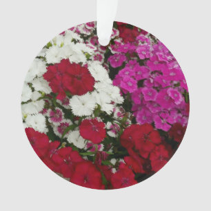 Floral Dianthus blanc, rose et rouge