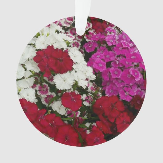 Floral Dianthus blanc, rose et rouge (devant)