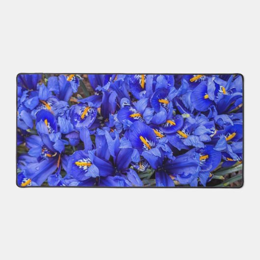 Floral d'Irises réticulées pourpres (Recto)