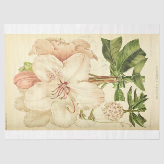 Floral Ephemera Decoupage Roze Witte Rhododendron Tissuepapier (Voorkant)