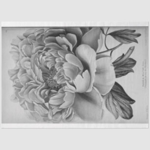 Floral Ephemera Decoupage Zwart Wit pioen Tissuepapier