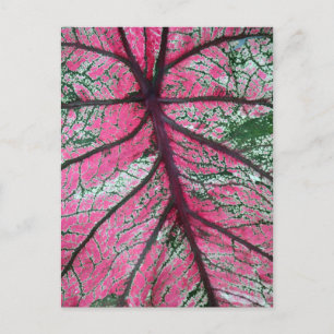 Floral foto Caladium Red en Green Leaves Briefkaart