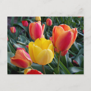 Floral foto van gele en rode tulpen briefkaart