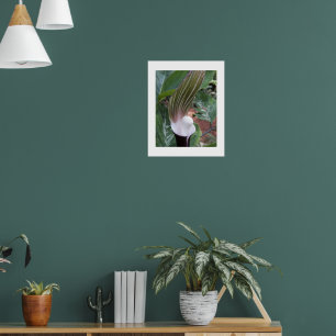 Floral fotografisch Plant met Jack-in-the-Pulpit Poster