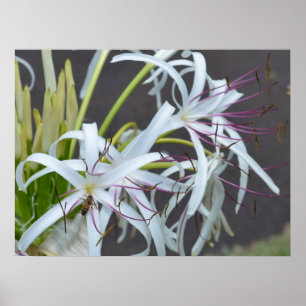 Floral Fragrance Canvas afdrukken Poster