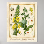Floral Herb Oranje Mullein Botanische Kunst Poster (Voorkant)