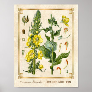  Floral Herb Oranje Mullein Botanische Kunst Poster
