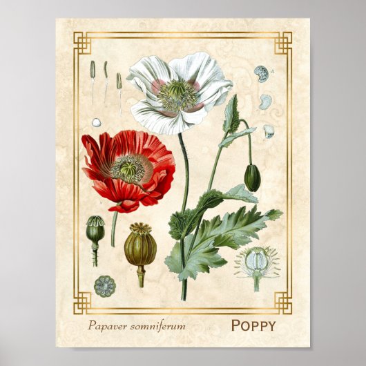 Floral Illustratie Red Poppy Flower Art Poster (Voorkant)