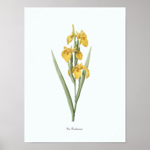  Floral Illustration Botanical Art Print