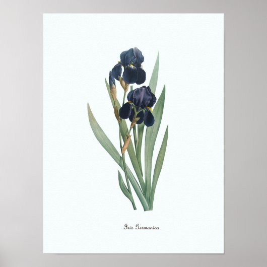  Floral Illustration Botanical Art Print (Voorkant)