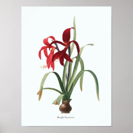 Floral Illustration Botanical Art Print