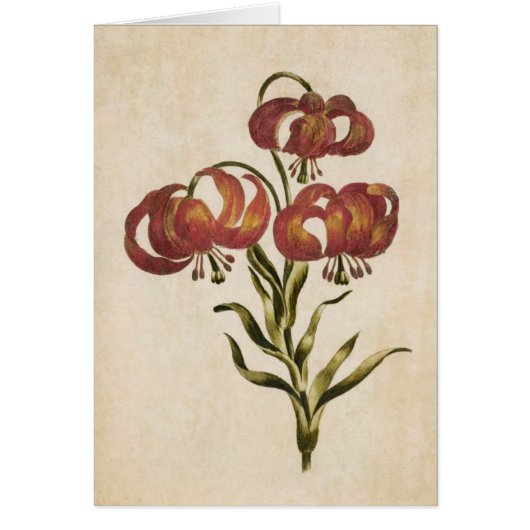  Floral Mountain Lily (Voorkant)