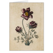  Floral Pasque Illustratie Botanische Floral (Voorkant)