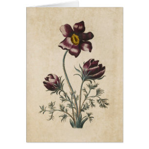 Floral Pasque Illustratie Botanische Floral