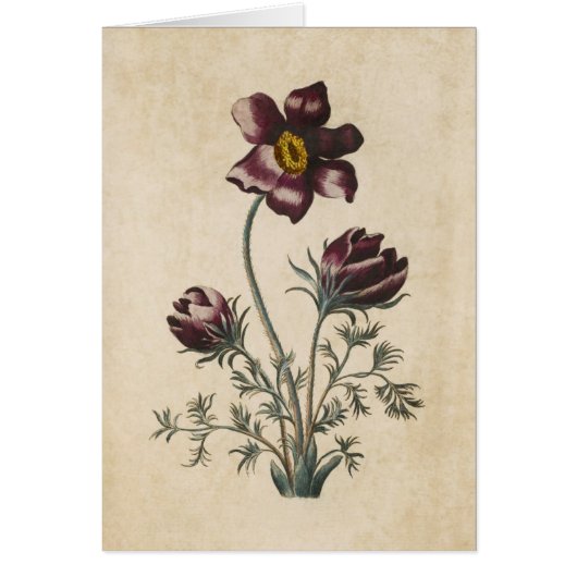  Floral Pasque Illustratie Botanische Floral (Voorkant)