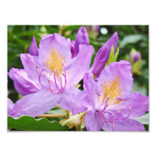 Floral Photograhpy prints Paarse Rhododendrons Foto Afdruk