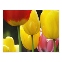 Floral Photography prints Tulip Flowers Natuur