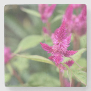 Floral Pink Magenta Flower Celosia Garden Foto Stenen Onderzetter