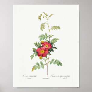 Floral Pink Rose Roos Poster