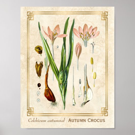  Floral Plant Art Autumn Crocus Botanical Poster (Voorkant)