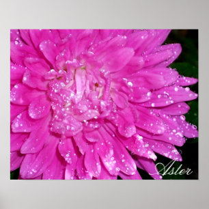 Floral reeks:  Asteraceae Poster