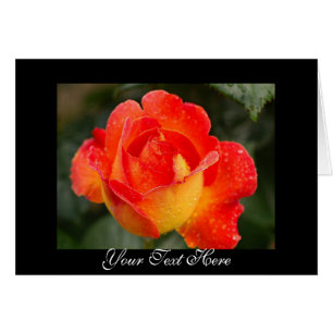 Floral Rose orange