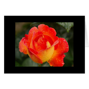 Floral Rose orange