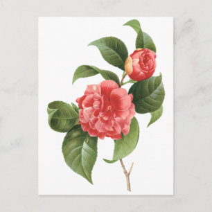  Floral, roze Camellia Flowers door Redoute Briefkaart
