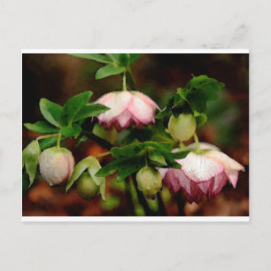 Floral - Roze Hellebores Briefkaart
