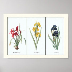 Floral Triptych Botanische Kunstafdrukken Poster