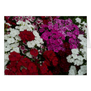 Floral van witte, roze en rode dianthus