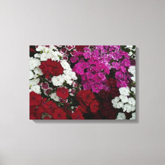 Floral van witte, roze en rode dianthus canvas afdruk (Voorkant)